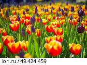 pink, red and orange tulip field in North Holland during spring. Стоковое фото, агентство Ingram Publishing / Фотобанк Лори
