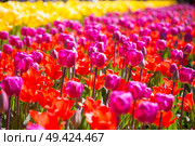 pink, red and orange tulip field in North Holland during spring. Стоковое фото, агентство Ingram Publishing / Фотобанк Лори