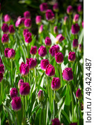 purple tulip fields are growing every year in the Netherlands. Стоковое фото, агентство Ingram Publishing / Фотобанк Лори