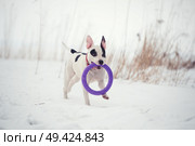 running white dog with toy at  frozen gulf. winter. Стоковое фото, агентство Ingram Publishing / Фотобанк Лори