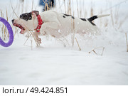 running and playing white dog with toy at  frozen gulf. winter. Стоковое фото, агентство Ingram Publishing / Фотобанк Лори