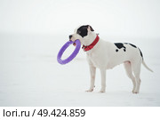 white staffordshire terrier  posing with toy at  frozen gulf. winter. Стоковое фото, агентство Ingram Publishing / Фотобанк Лори