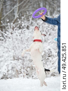 white staffordshire terrier  playing with owner . winter. Стоковое фото, агентство Ingram Publishing / Фотобанк Лори