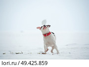 white staffordshire terrier  playing at  frozen gulf. winter. Стоковое фото, агентство Ingram Publishing / Фотобанк Лори