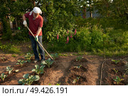 Senior citezen hoeing young cabbage seedlings in the vegetable garden. Стоковое фото, фотограф Роман Дзюбало / Фотобанк Лори