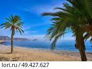 Altea beach Playa La Roda palm trees in Alicante of Spain. Стоковое фото, агентство Ingram Publishing / Фотобанк Лори