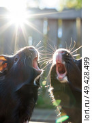 Two animals, a few steps apart, standing next to each other in a close proximity, possibly engaging in mutual grooming or simply resting together. Стоковое AI-изображение, AI-художник Данила Большаков / Фотобанк Лори