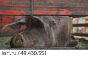 A large pig, with a muzzle covered with food, makes a low sound from behind the fence. Стоковое видео, видеограф Strunov David / Фотобанк Лори