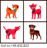 Dogs of pure breeds. Weimaraner in neckerchief, Chinese crested puppy, American hairless terrier and cute rottweiler isolated vector illustrations.. Dogs of Pure Breeds Isolated Illustrations Set. Стоковая иллюстрация, агентство Ingram Publishing / Фотобанк Лори
