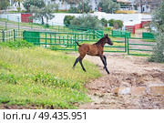 running spanish foal in paddock. Andalusia. Spain. Стоковое фото, агентство Ingram Publishing / Фотобанк Лори