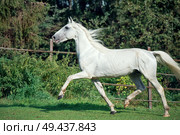  running white beautiful  Orlov trotter stallion in paddock. Стоковое фото, агентство Ingram Publishing / Фотобанк Лори