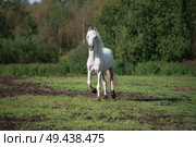  running white beautiful  Orlov trotter stallion at freedom. spring season. Стоковое фото, агентство Ingram Publishing / Фотобанк Лори