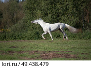  running white beautiful  Orlov trotter stallion at freedom. spring season. Стоковое фото, агентство Ingram Publishing / Фотобанк Лори