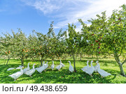 Geese under apple trees in a rural environment in the summer. Стоковое фото, агентство Ingram Publishing / Фотобанк Лори