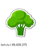 Ripe vegetable sticker or icon. Green broccoli flat vector isolated on white background. Vegetarian food illustration outlined with dotted line. Ripe Broccoli Flat Vector Isolated Sticker or Icon. Стоковая иллюстрация, агентство Ingram Publishing / Фотобанк Лори