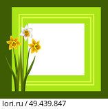 Greeting card with framing daffodil narcissus bulbous plant, flowers with white outer petals and yellow cup in center, vector illustration border. Greeting Card with Framing Daffodil Narcissus Bulbous. Стоковая иллюстрация, агентство Ingram Publishing / Фотобанк Лори
