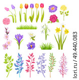 Tulips and roses, jasmine and snowdrop plants isolated on white background, green grass and petals, abstract plants templates, cute bunches of flowers. Tulips and Roses, Jasmine and Snowdrop Plants. Стоковая иллюстрация, агентство Ingram Publishing / Фотобанк Лори