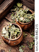 Dry leaves of coltsfoot on wooden background.Tussilago farfara.Medicinal plants. Dry leafs of coltsfoot. Стоковое фото, агентство Ingram Publishing / Фотобанк Лори