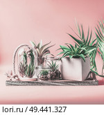Green house plants arrangement in pots, glass terrarium and jars on table at pastel pink background. Various succulent and cactus plants in glass bowls. Modern indoor plants concept. Copy space. Стоковое фото, агентство Ingram Publishing / Фотобанк Лори