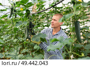 Man harvesting cucumbers in hothouse. Стоковое фото, фотограф Яков Филимонов / Фотобанк Лори