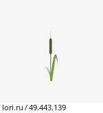 Reeds and cattail plant isolated on white background. Стоковая иллюстрация, агентство Ingram Publishing / Фотобанк Лори