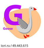 Children ABC with cute animal cartoon vector. English letter G with funny goose flat illustration isolated on white background. Zoo alphabet with domestic bird for preschool education, kid book. Zoo ABC Letter with Cute goose Cartoon Vector. Стоковая иллюстрация, агентство Ingram Publishing / Фотобанк Лори