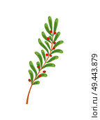 Ilex decidua meadow holly possumhaw, deciduous swamp holly spring branch with green leaves and red berries vector illustration isolated on white. Ilex Decidua Meadow Holly Possumhaw Vector Branch. Стоковая иллюстрация, агентство Ingram Publishing / Фотобанк Лори
