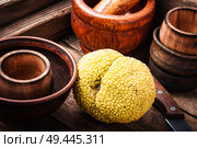 Maclura fruit, Adams apple.Powerful antioxidant. Maclura in folk medicine. Maclura orange or apple macaroni. Стоковое фото, агентство Ingram Publishing / Фотобанк Лори