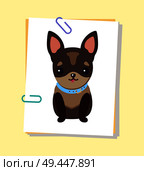 Chihuahua puppy with collar of blue color, dog of tiny breed with tongue sticking out, domestic pet vector illustration isolated. Chihuahua Puppy with Collar Vector Illustration. Стоковая иллюстрация, агентство Ingram Publishing / Фотобанк Лори
