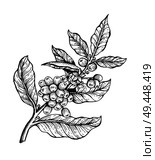 Coffee tree with beans coffea sketch and colorless image, leaves and coffee beans organic plant vector illustration, isolated on white background. Coffee Tree with Beans Coffea Vector Illustration. Стоковая иллюстрация, агентство Ingram Publishing / Фотобанк Лори