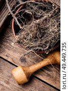 Maral root, medicinal plant of Siberian medicine.Dry roots. Maral root in herbal medicine. Стоковое фото, агентство Ingram Publishing / Фотобанк Лори