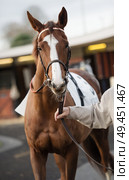 chestnut thoroughbred horse before race. Paris, France. Стоковое фото, агентство Ingram Publishing / Фотобанк Лори