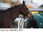 walking bay thoroughbred horse before race. Paris, France. Стоковое фото, агентство Ingram Publishing / Фотобанк Лори