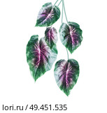 Tropical green leaves with purple middle , isolated on white background. Hanging exotic leaves. Стоковое фото, агентство Ingram Publishing / Фотобанк Лори