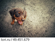 Illustration of a funny, playful breed puppy in the street. Стоковое фото, агентство Ingram Publishing / Фотобанк Лори