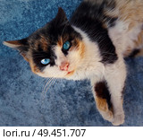 Curious domestic cat with blue eyes and spotted fur looking up. Playful kitten close up portrait. Стоковое фото, агентство Ingram Publishing / Фотобанк Лори