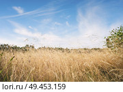 Tall dry grass in the summer under a blue sky on a hot day. Стоковое фото, агентство Ingram Publishing / Фотобанк Лори