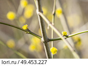 Tree blooming in the spring with yellow sprouts on a sunny day in March. Стоковое фото, агентство Ingram Publishing / Фотобанк Лори