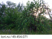 Множество яблок на ветках дикой яблони, выросшей на опушке леса. Стоковое фото, фотограф Андрей Цыганков / Фотобанк Лори