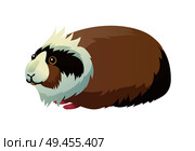 Guinea pig domestic pet cavy, pocket pet small creature with tricolor fur, animal with small paws vector illustration isolated on white background. Guinea Pig Domestic Pet Cavy Vector Illustration. Стоковая иллюстрация, агентство Ingram Publishing / Фотобанк Лори
