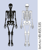 Skeleton of human body black white colors, internal framework supporting organism system with skull, pelvis ribs legs and arms set vector illustration. Skeleton of Human Body Set Vector Illustration. Стоковая иллюстрация, агентство Ingram Publishing / Фотобанк Лори