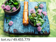 Clover or trefoil flower medicinal herbs.Healing herbs. Clover in herbal medicine. Стоковое фото, агентство Ingram Publishing / Фотобанк Лори