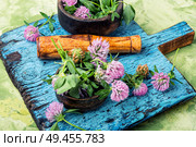 Clover or trefoil flower medicinal herbs.Healing herbs. Clover in herbal medicine. Стоковое фото, агентство Ingram Publishing / Фотобанк Лори