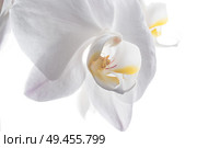 Beautiful White Orchid Flower around white background. close up. Стоковое фото, агентство Ingram Publishing / Фотобанк Лори