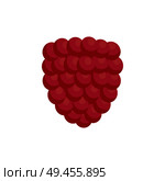 Ripe soft raspberry as healthy detox ingredient. Delicious small summer berry that contains lot of useful antioxidants isolated vector illustration.. Ripe Soft Raspberry as Healthy Detox Ingredient. Стоковая иллюстрация, агентство Ingram Publishing / Фотобанк Лори