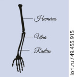 Arm parts poster with explanation in beautiful font, human body piece made of bones, humerus and ulna radius vector illustration isolated on blue. Arm Parts Poster Explanation Vector Illustration. Стоковая иллюстрация, агентство Ingram Publishing / Фотобанк Лори
