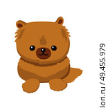 Dwarf Spitz picture, poster with animal with fluffy fur and cute face, pet with fun expression, doggy vector illustration isolated. Dwarf Spitz Picture Poster Vector Illustration. Стоковая иллюстрация, агентство Ingram Publishing / Фотобанк Лори