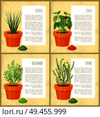 Natural condiments grown pot. Spicy chives, hot chili, fragrant rosemary and piquant thyme on posters with info vector illustrations.. Natural Condiments Grown in Flowerpots at Home Set. Стоковая иллюстрация, агентство Ingram Publishing / Фотобанк Лори