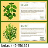Oregano and rosemary bunches banners. Edible fragrant herbs on posters with sample text. Fresh piquant greenery condiments vector illustrations.. Oregano and Rosemary Bunches on Big Banners Set. Стоковая иллюстрация, агентство Ingram Publishing / Фотобанк Лори