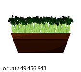 Flax sprouts potted in brown container, color card, vector illustration isolated on white backdrop, green salad roots, lot of leaves, seedlings set. Flax Sprouts Potted in Brown Container, Color Card. Стоковая иллюстрация, агентство Ingram Publishing / Фотобанк Лори